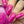 Load image into Gallery viewer, Yabba Dabba Do - Pink Nail Polish - 2