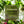 Load image into Gallery viewer, Lemongrass Shower Steamer