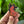 Load image into Gallery viewer, 611fc05e3c4ce80992caae23_tigerpin1_1747870052155.jpeg