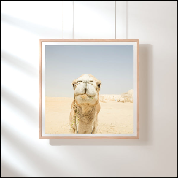 The Smiling Camel Print