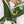 Load image into Gallery viewer, Gold Horseshoe Pin