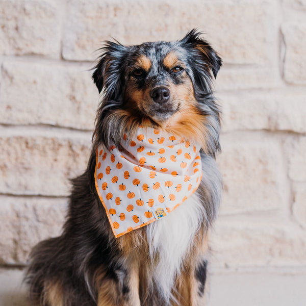 Tiny Pumpkins Dog Banana - 3