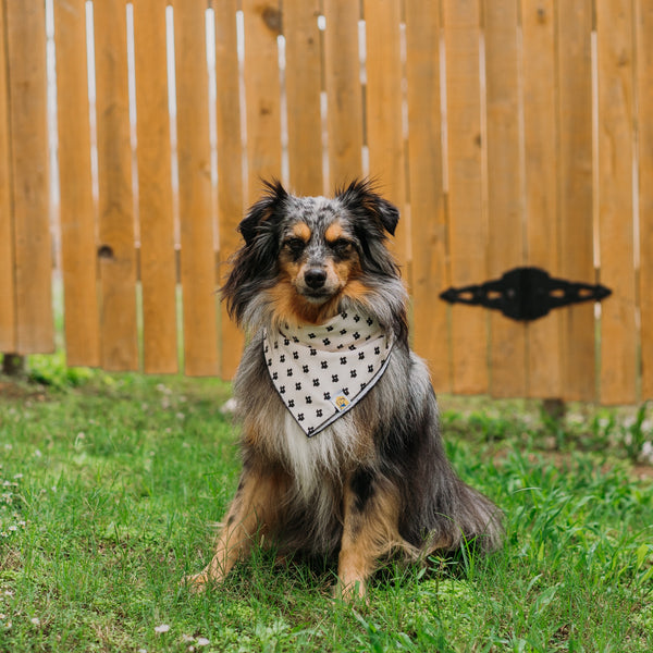Texas State Dog Bandana - 2