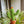 Load image into Gallery viewer, Crochet Cactus - 1
