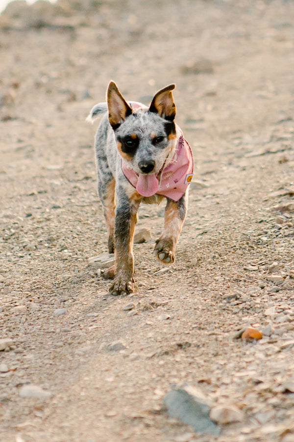 Moon and Stars Dog Bandana - 2