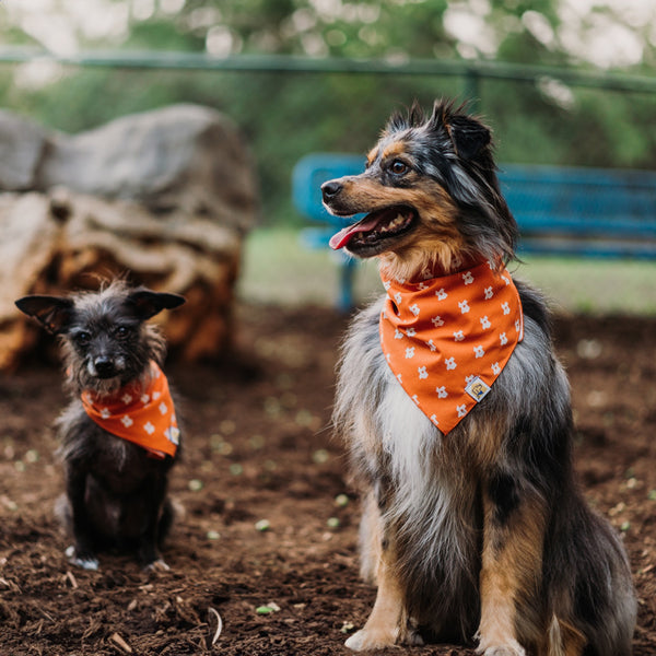 Texas State in Rust Dog Bandana - 2