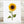 Load image into Gallery viewer, 611fc05e3c4ce80992caae23_sunflower-print_1791290474529.jpg
