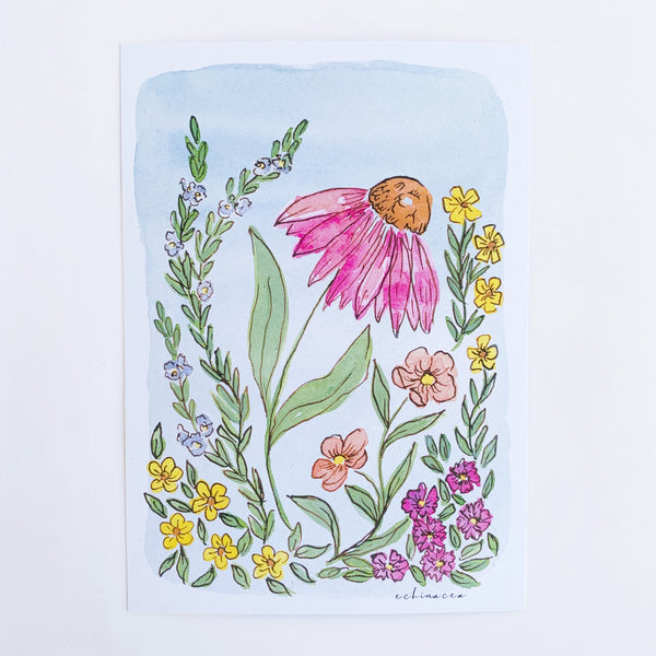 Echinacea Postcard - 2