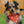 Load image into Gallery viewer, Big Tex in Red Dog Bandana - 2

