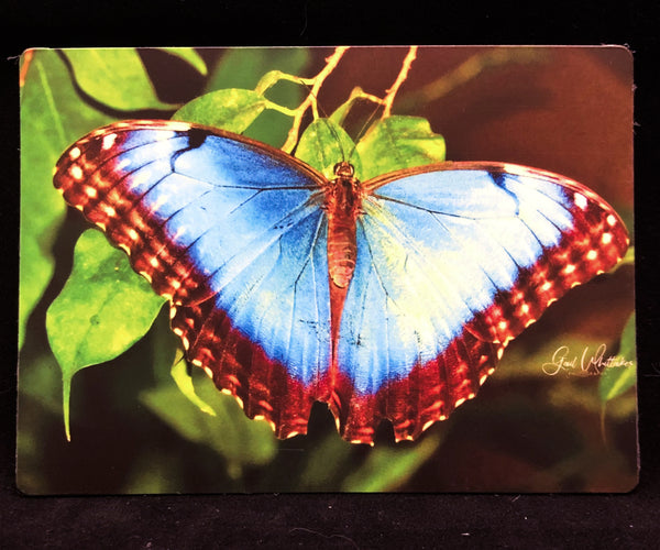 Blue Morpho Butterfly Photography Print